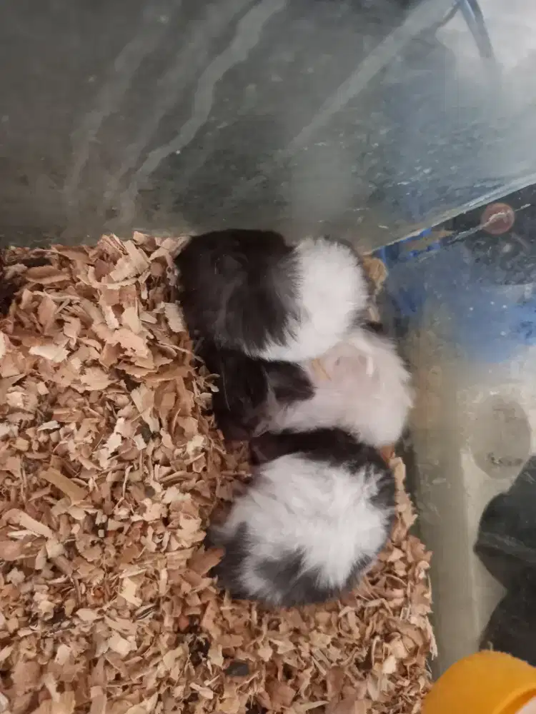 Hamster Syirian LongHair