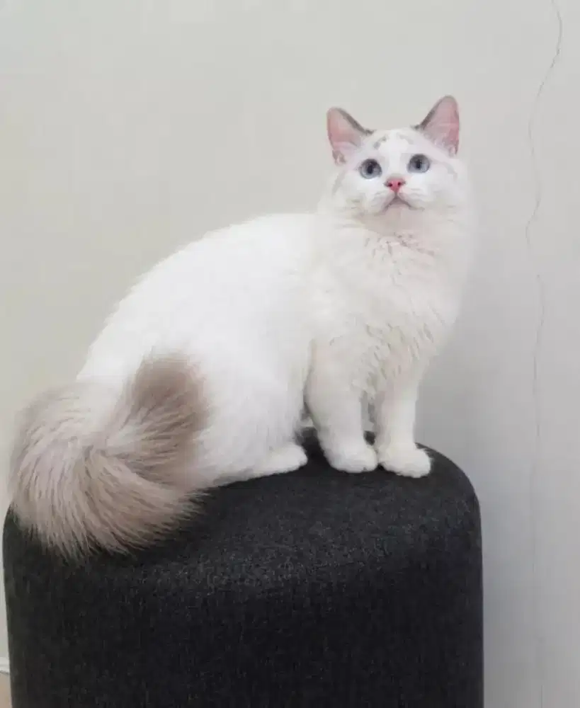 Ragdoll female real