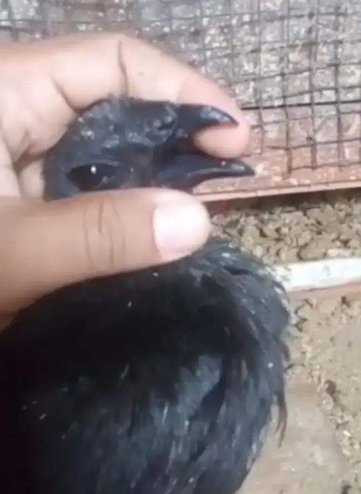 Ayam Cemani LH betina siapan