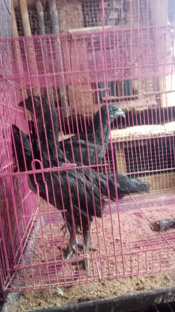 Ayam Cemani 3 bulanan sepasng LA