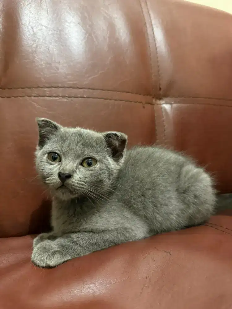 Kucing British Shorthair
