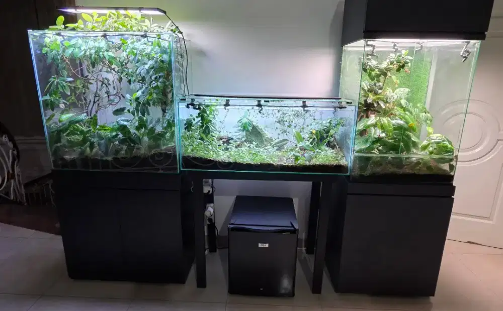 Tank vivarium tanaman