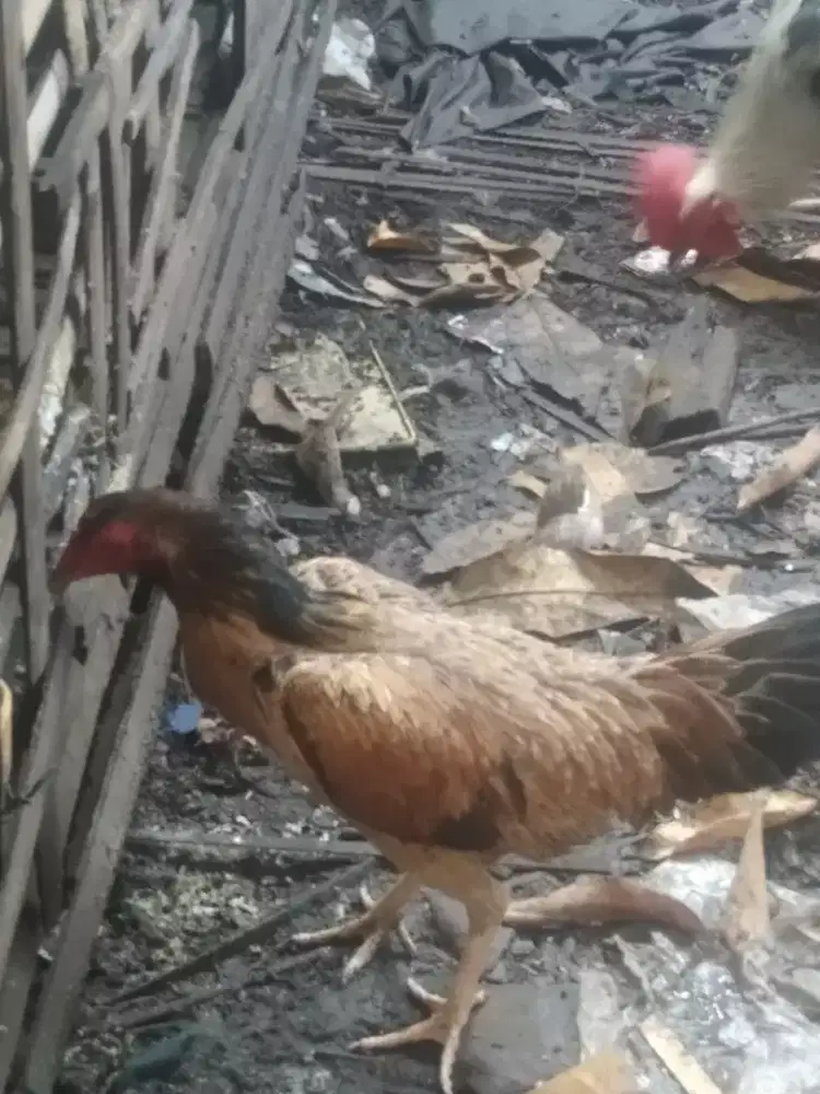 Ayam kampung betina
