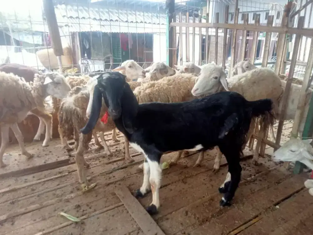 Kambing aqiqah dan kiloan fresh