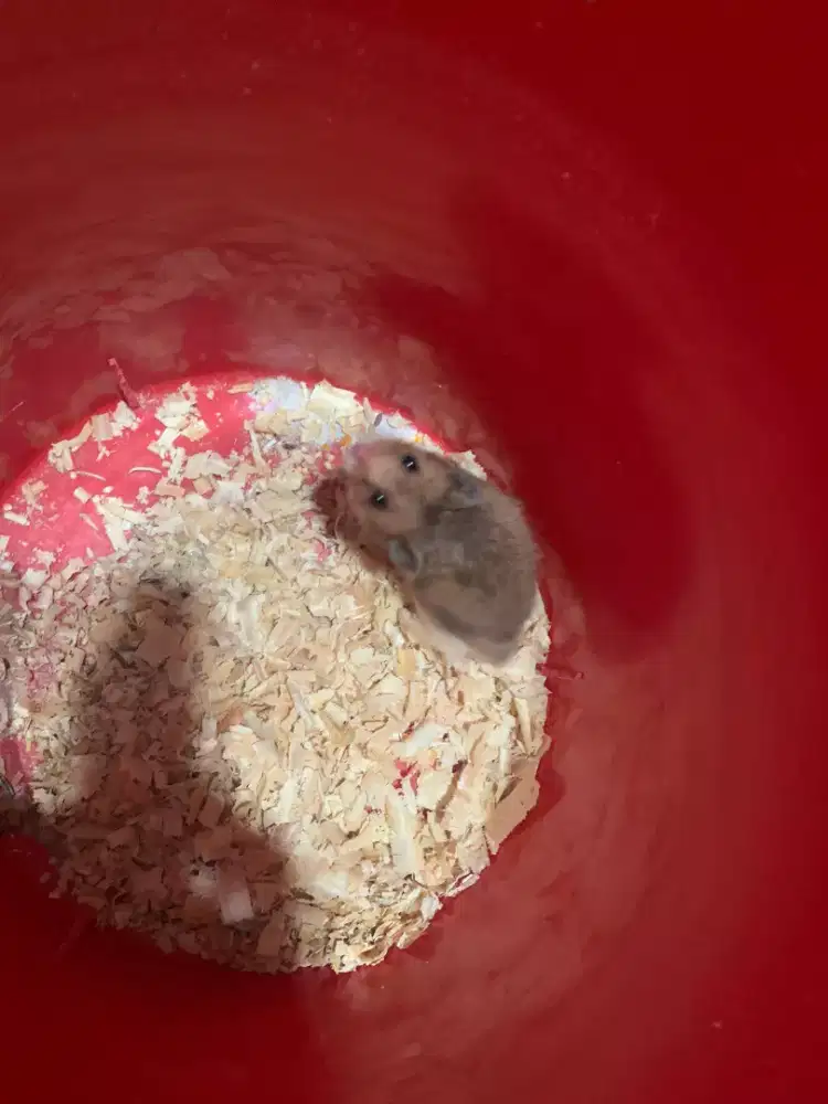 Hamster syrian jantan