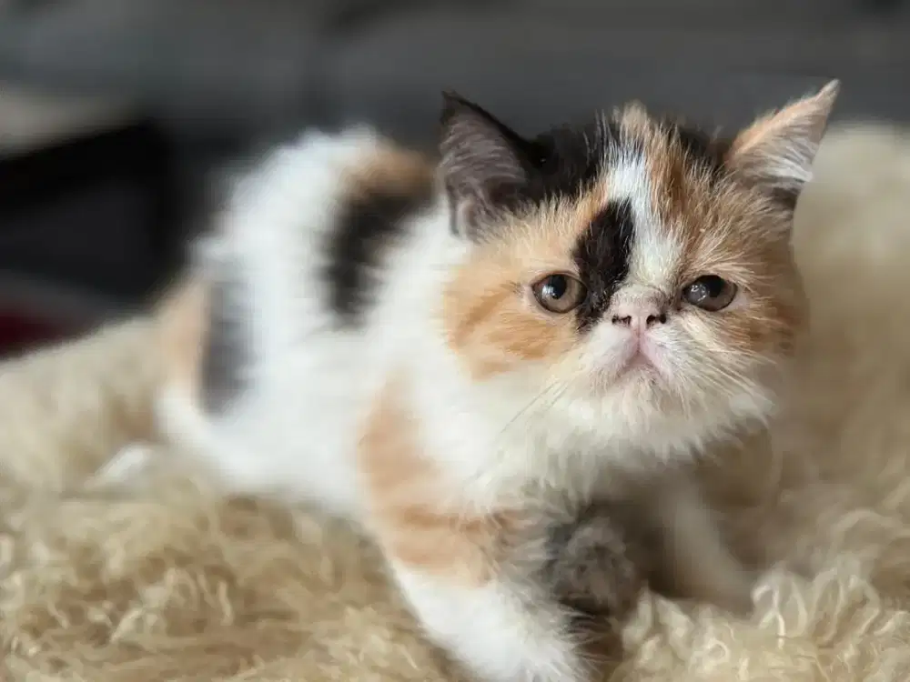 Kitten persia peaknose betina