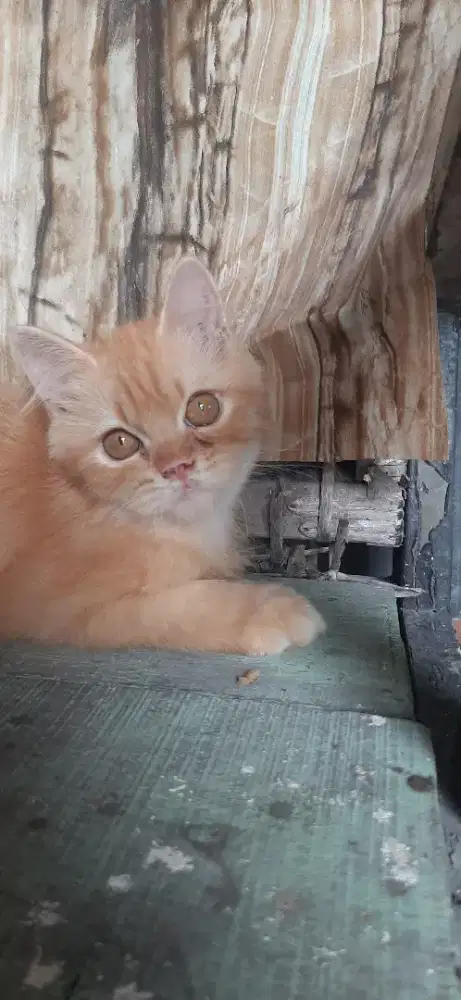 Kitten 3.5 bulan Jantan