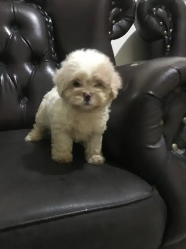 Anjing peliharaan