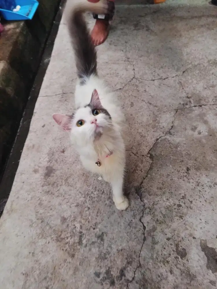 Kucing persia 8 bulan