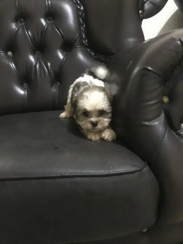 Anjing peliharaan