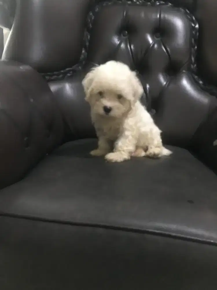 Anjing Peliharaan