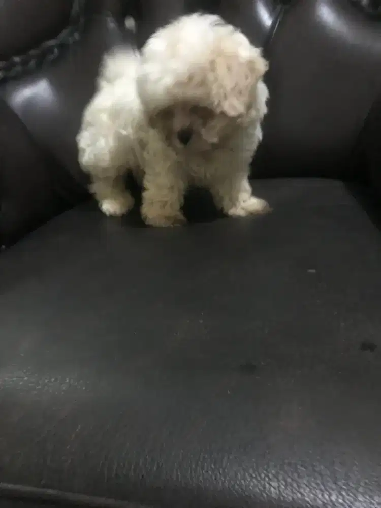 Anjing peliharaan