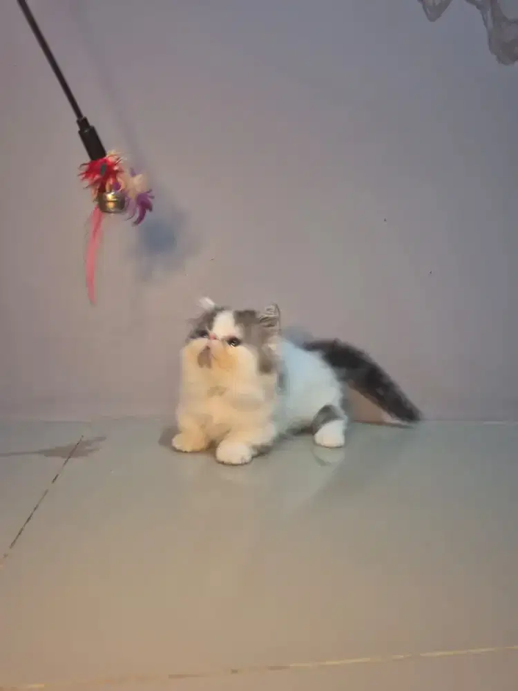 kitten munchkin peaknose jantan  2 bulan