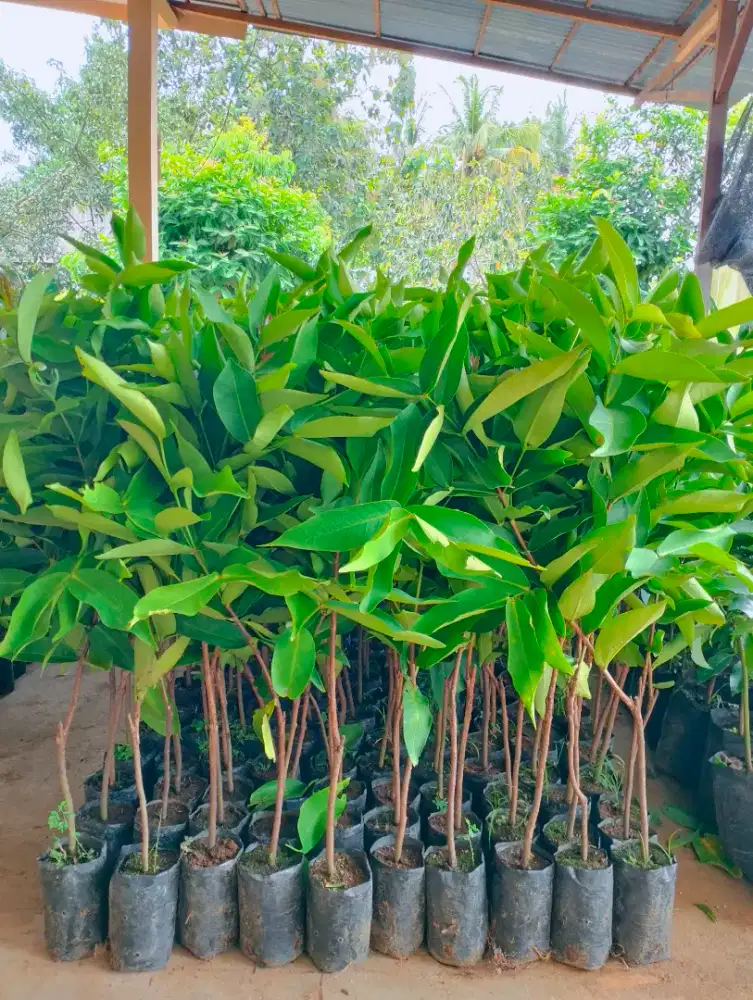Bibit jambu air citra 70-80cm