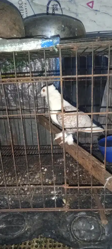 Merpati sepasang siap produksi