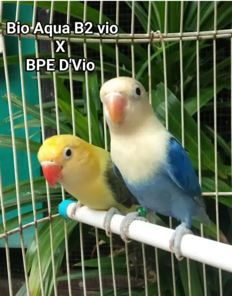 Burung Lovebird