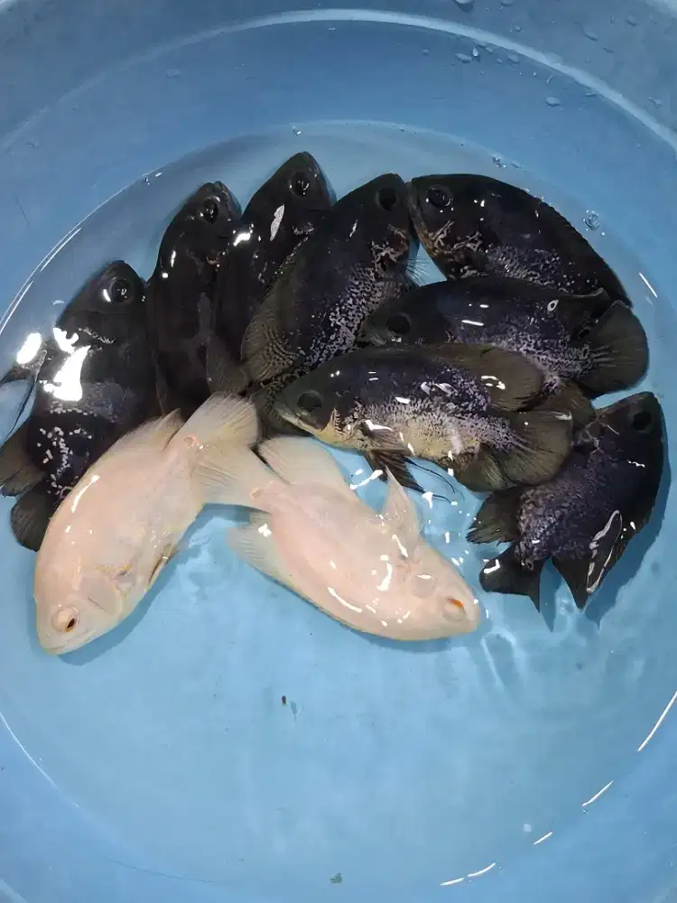 Ikan Oscar cantik
