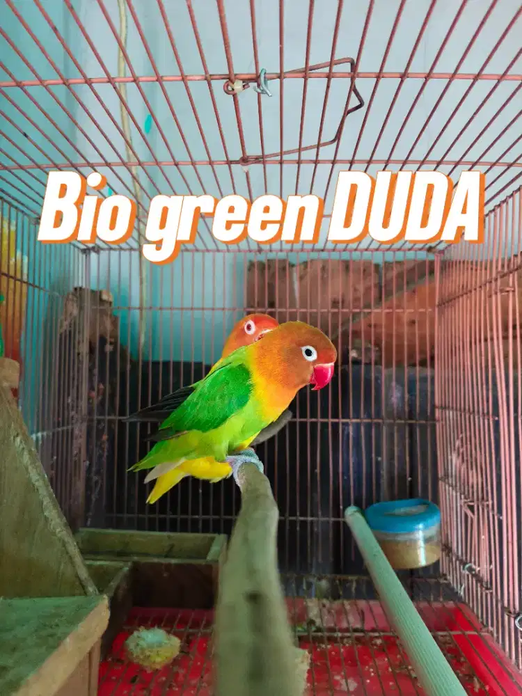 LOVEBIRD JANTAN BIO GREEN