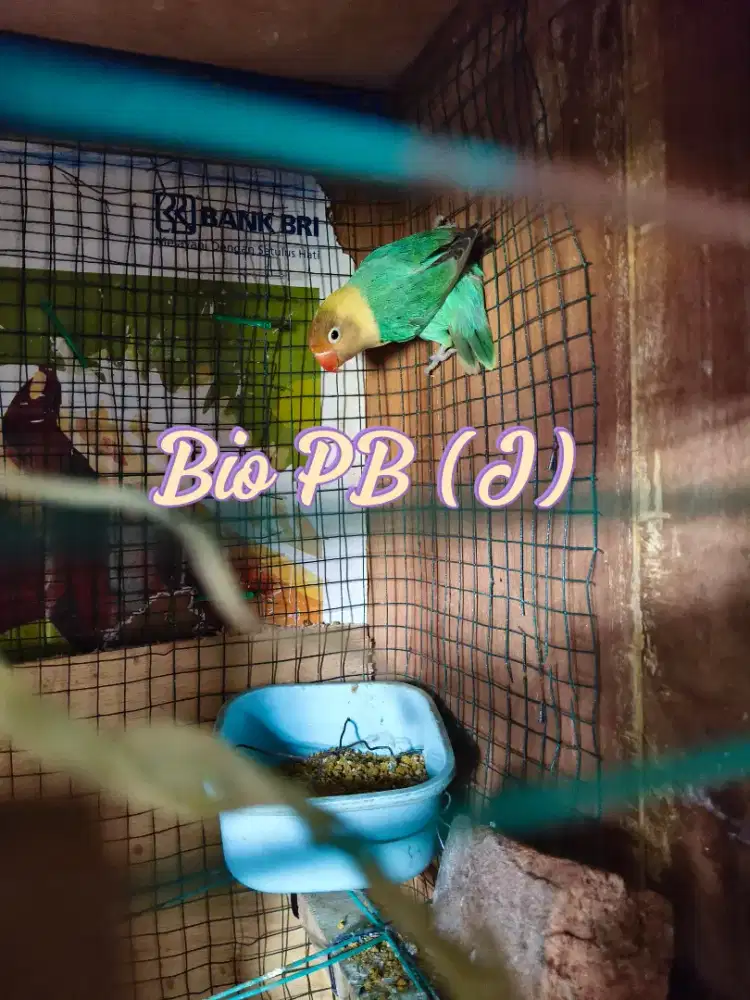 Lovebird Bio PB Jantan