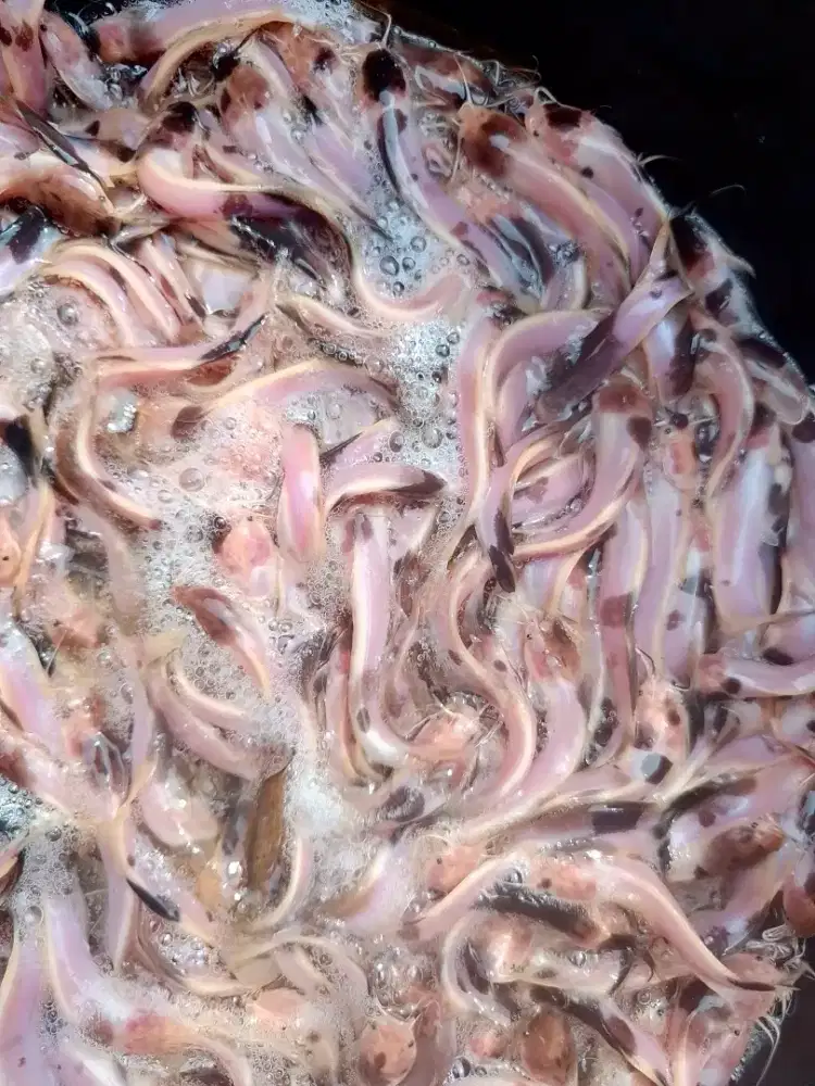 Ikan lele belang albino