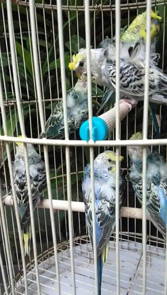 Burung parkit hagoromo