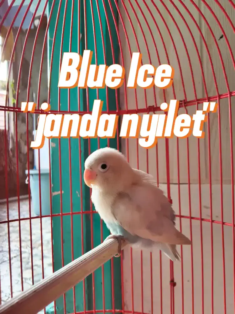 Lovebird Blue Ice Betina