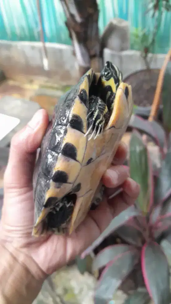 Kura YB Yellowbelly Pure Jantan Berkualitas