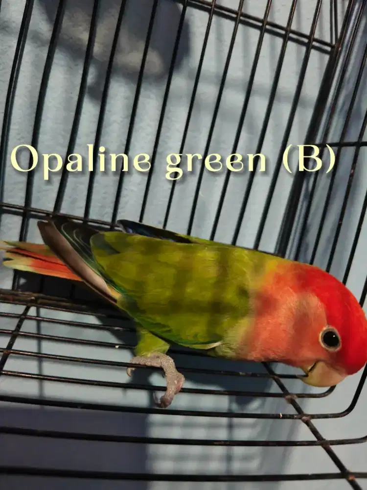 Lovebird NK opaline green pedes