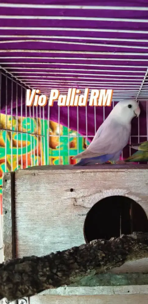 Lovebird NK Pallid Vio RM