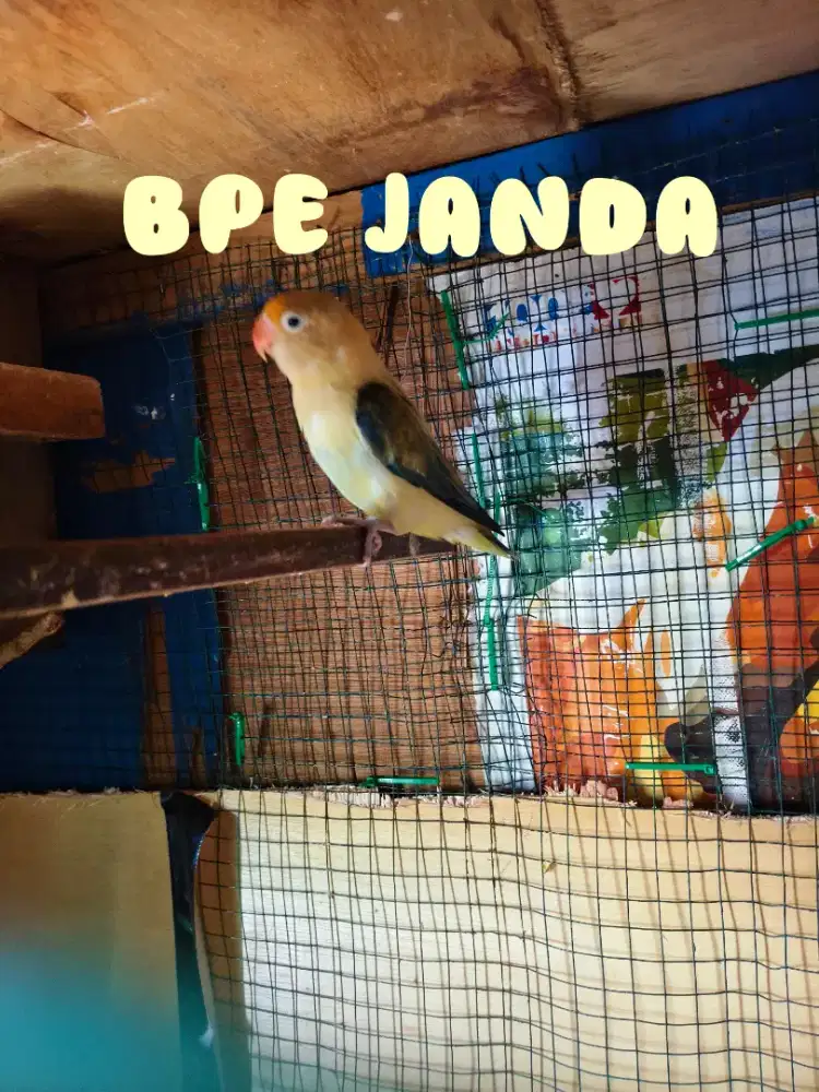 Lovebird Bio PB Euwing Indukan