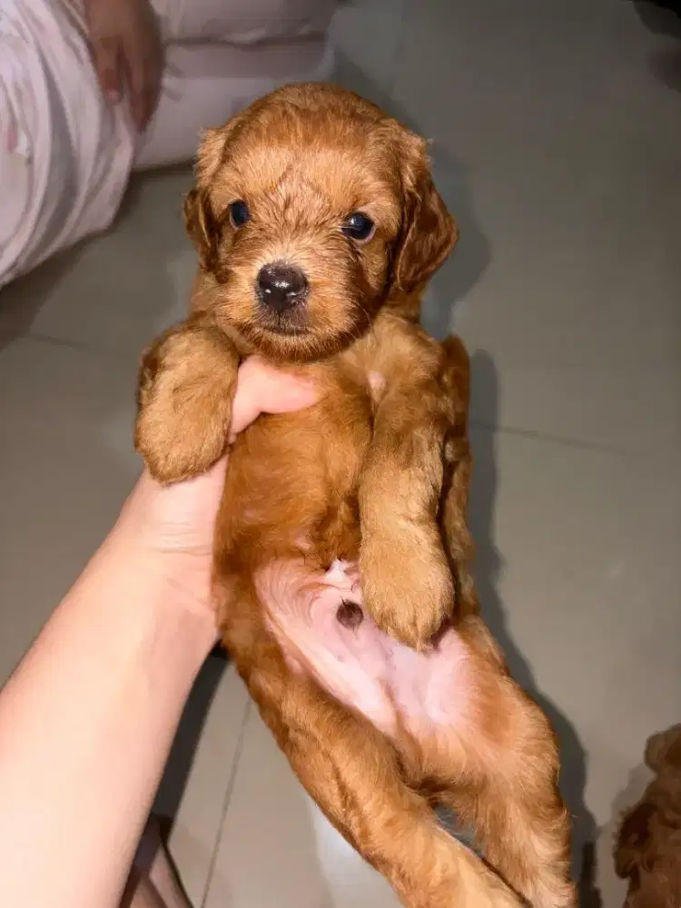 Mini red maltipo x poodle