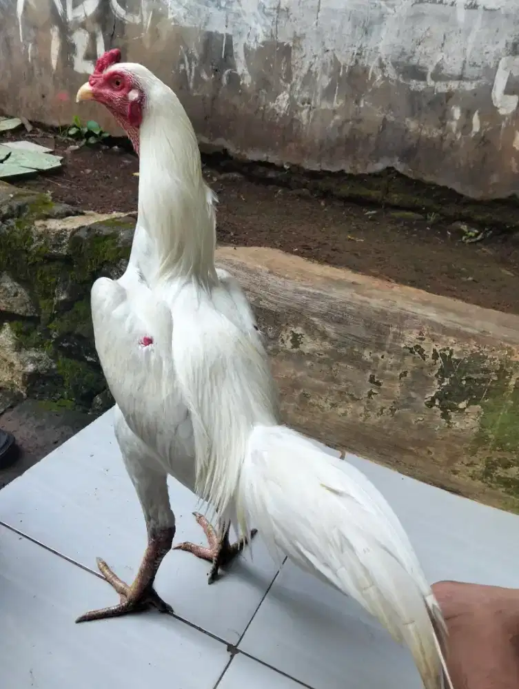 Ayam Bangkok klasik