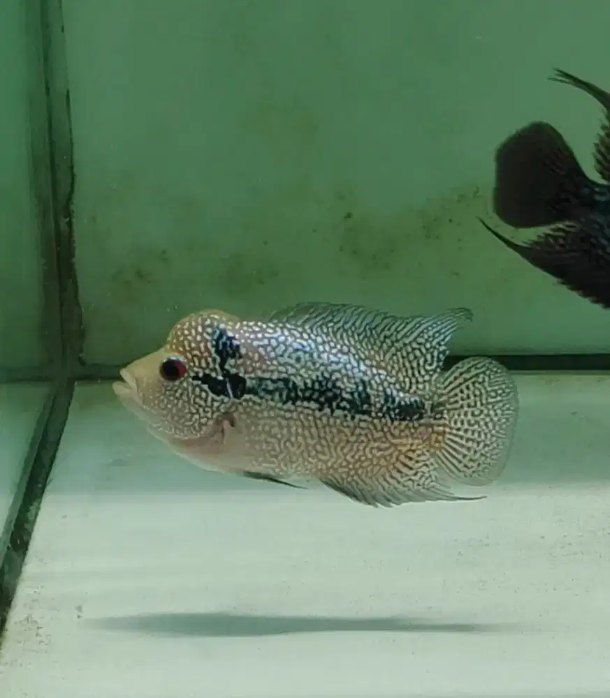 ikan lohan cencu full marking mutiara 9cm cilnong lohan jenong cencu