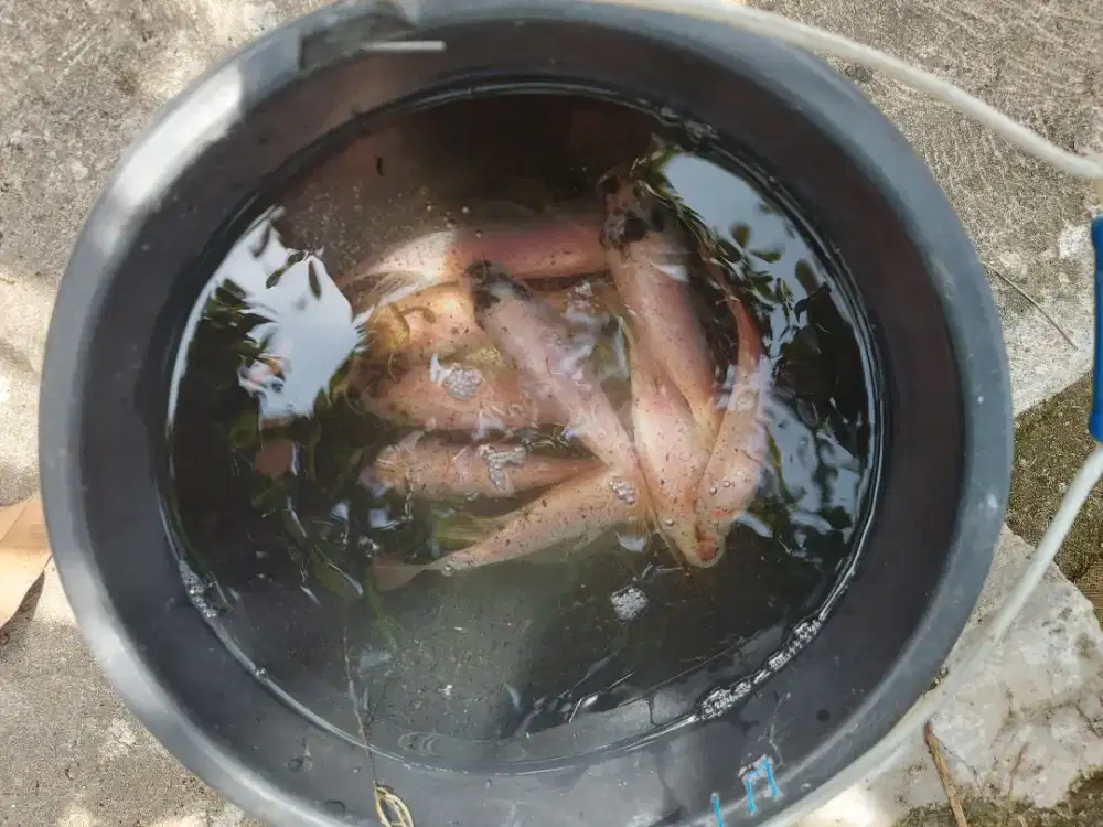 Bibit Ikan Nila merah bangkok