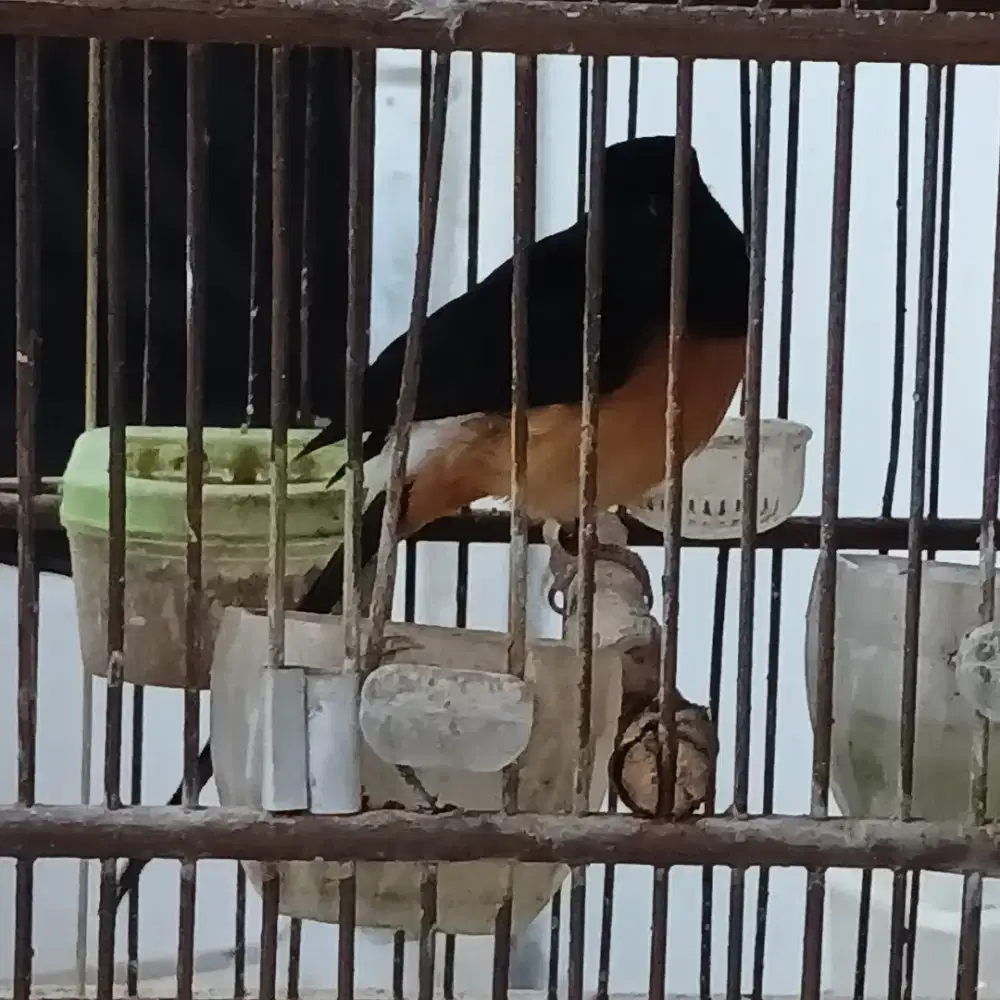 Dijual Burung Murai + Kandang + Kerodong