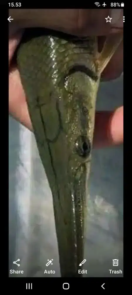 Ikan hias ukuran sedang