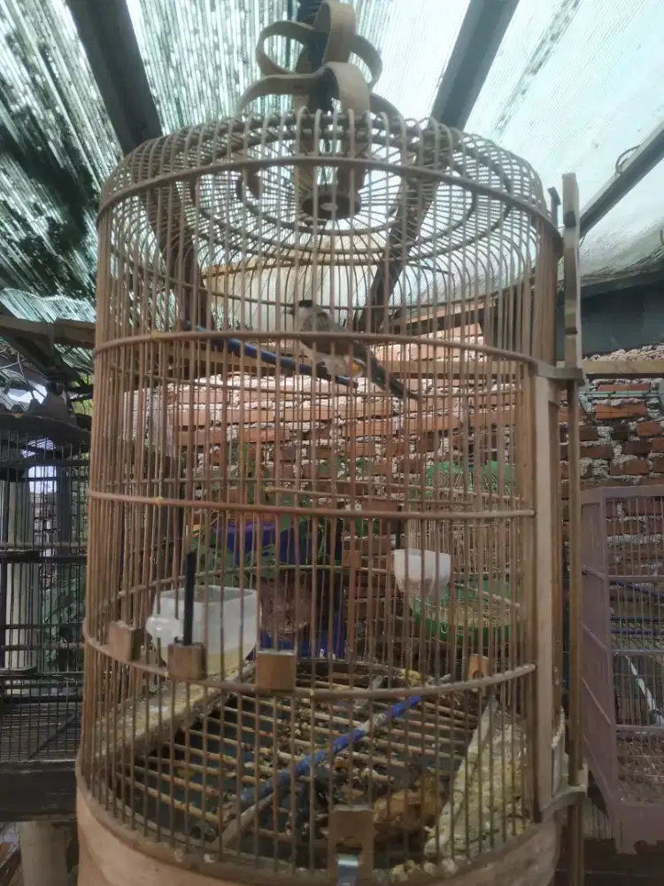 Cangkurileng/kutilang