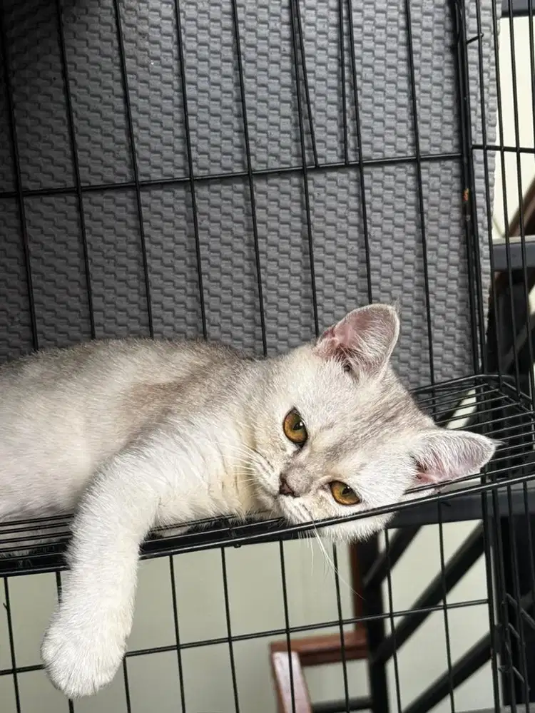 Kucing BSH silver pure