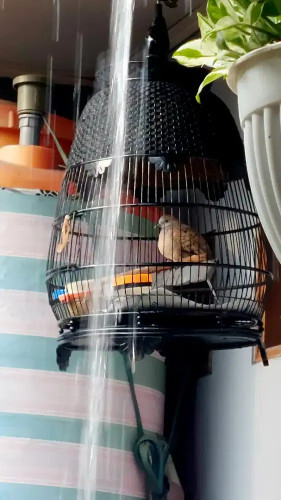 Burung Perkutut lokal fulset