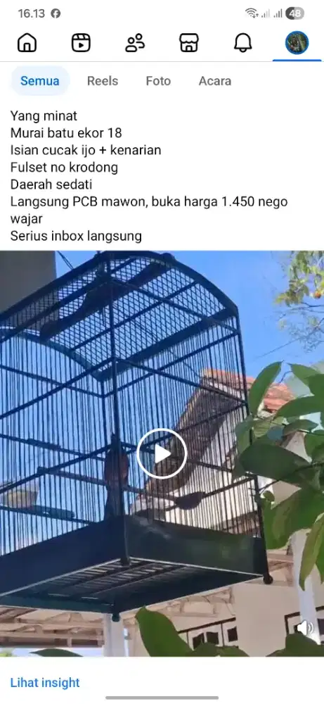 Murai Batu Jantan ekor 17