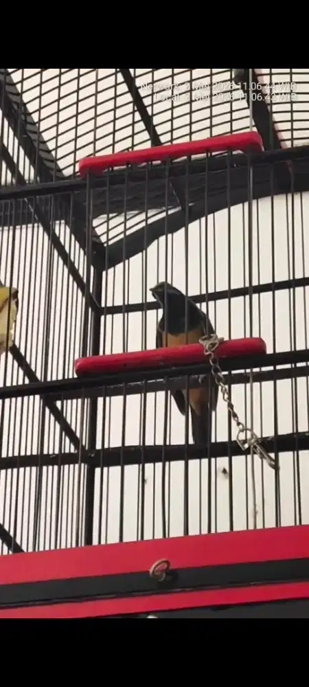 Burung cungkok gacor.volume++tt/bt monggo