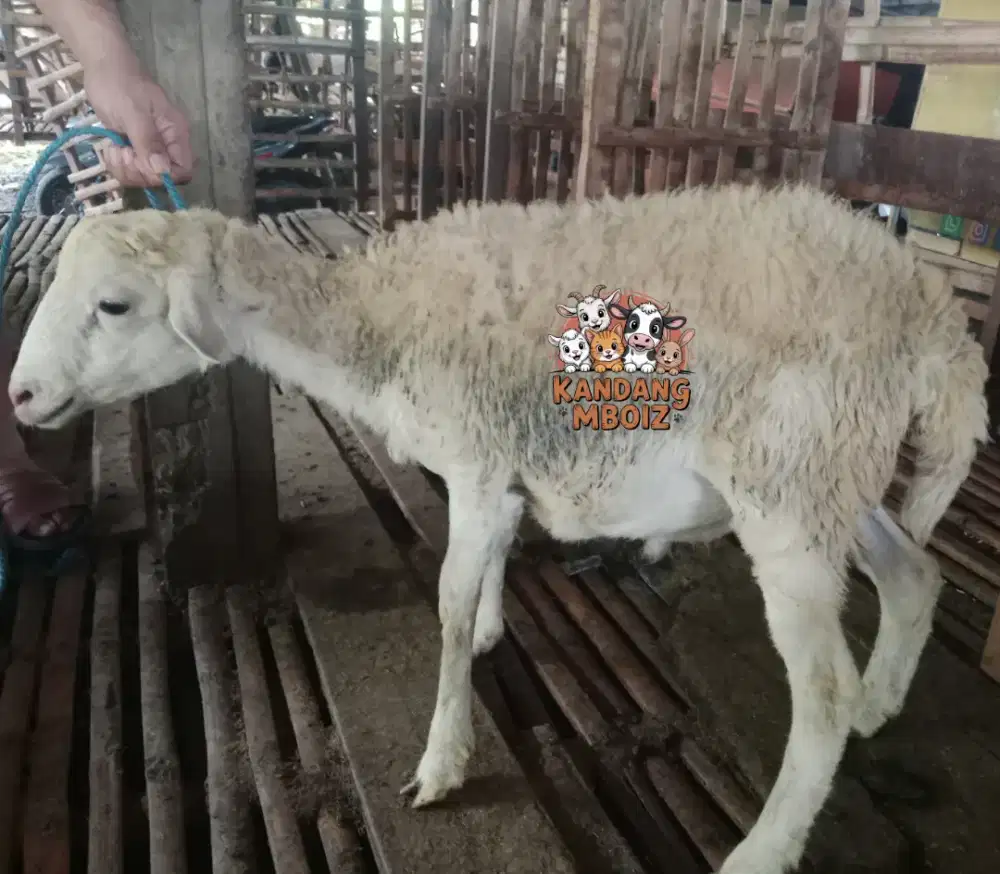 Domba Qurban type Standard