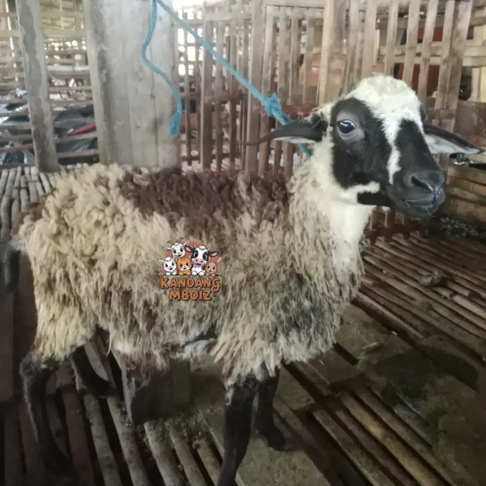 Domba Qurban Type Medium