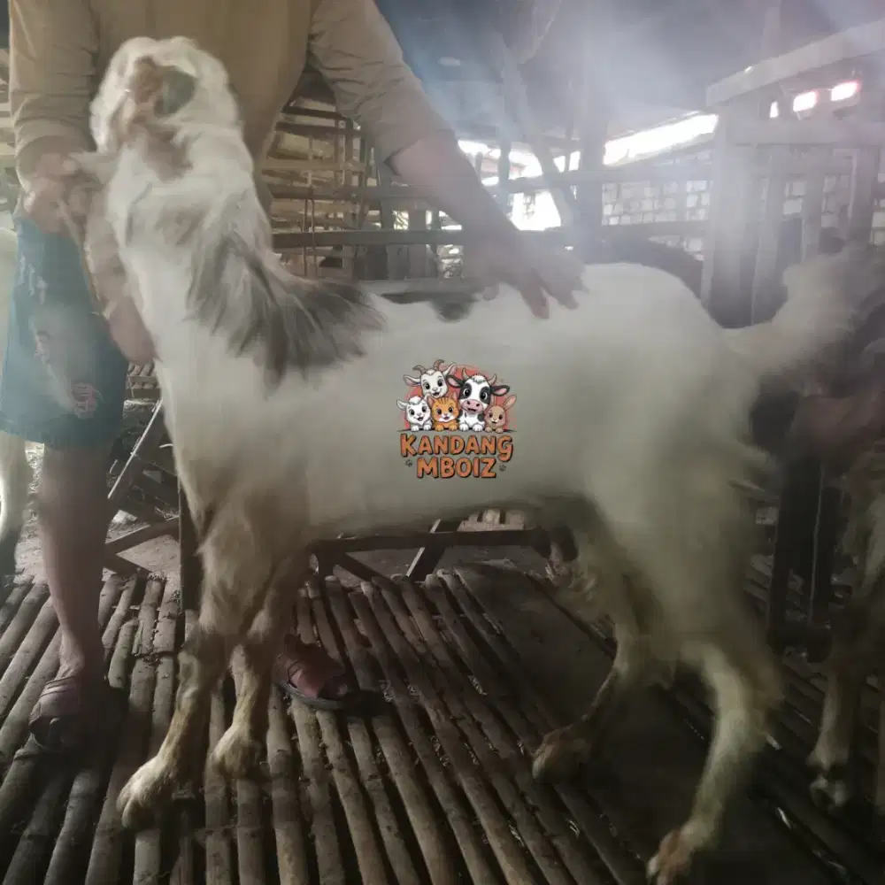 Kambing Qurban Type Premium