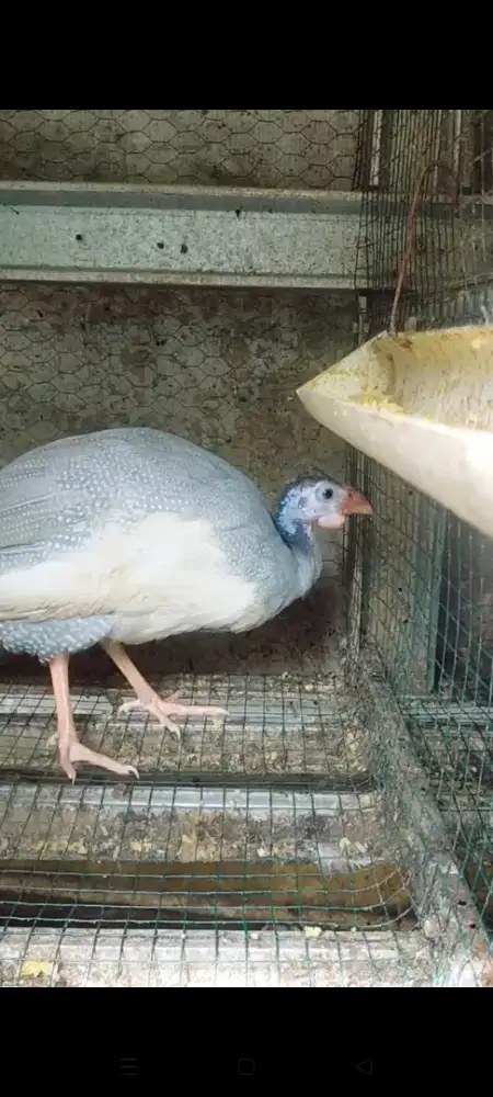 Ayam Mutiara  Betina