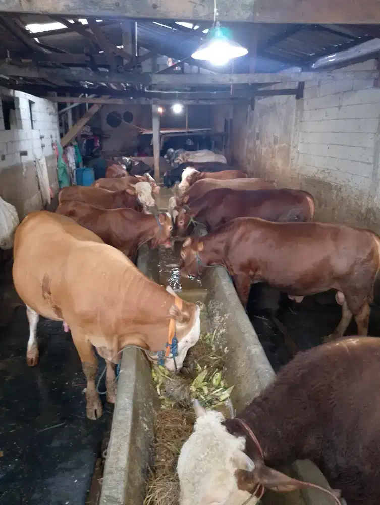 Sapi Qurban 2026