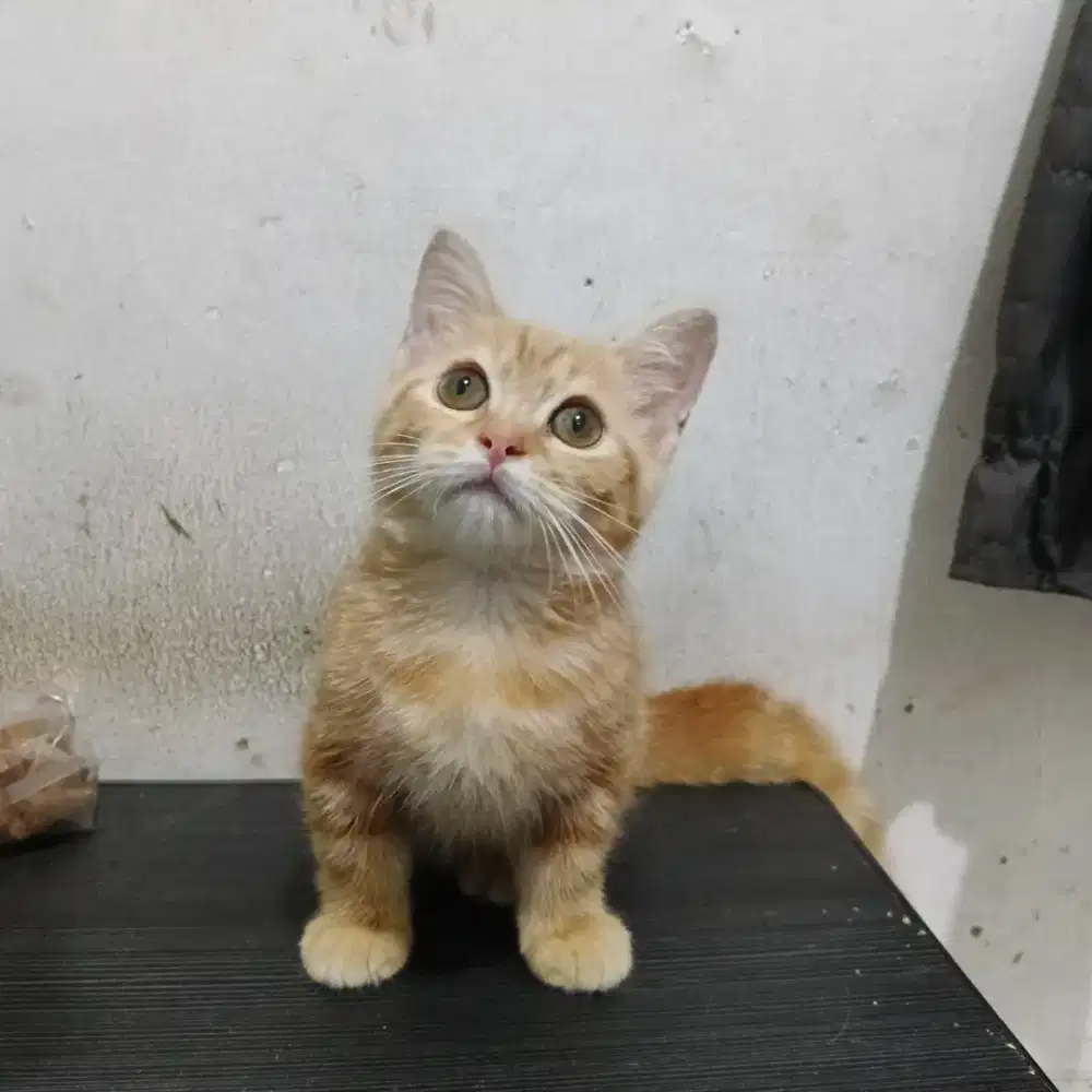 Anak kucing kitten Munchkin mix BSH jantan