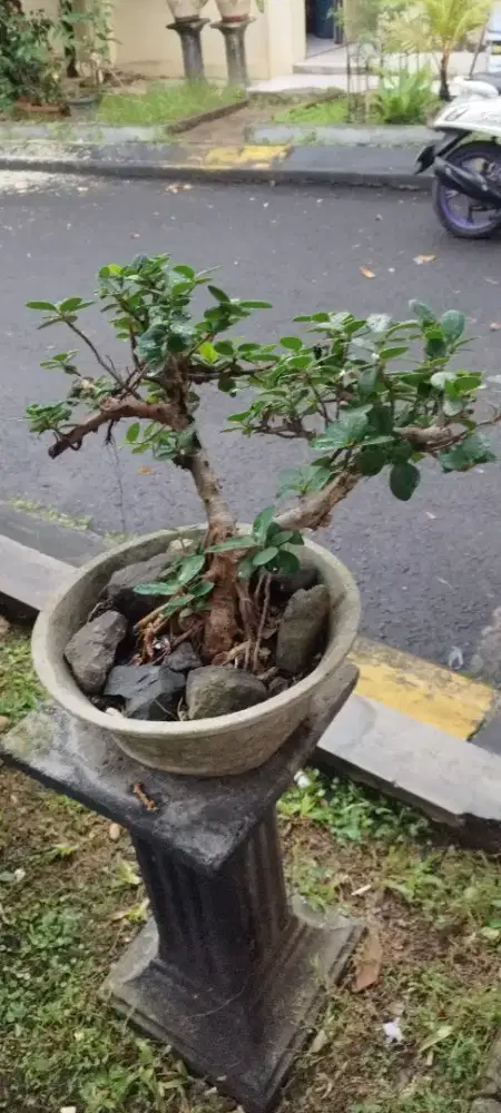 Tanaman hias bonsai