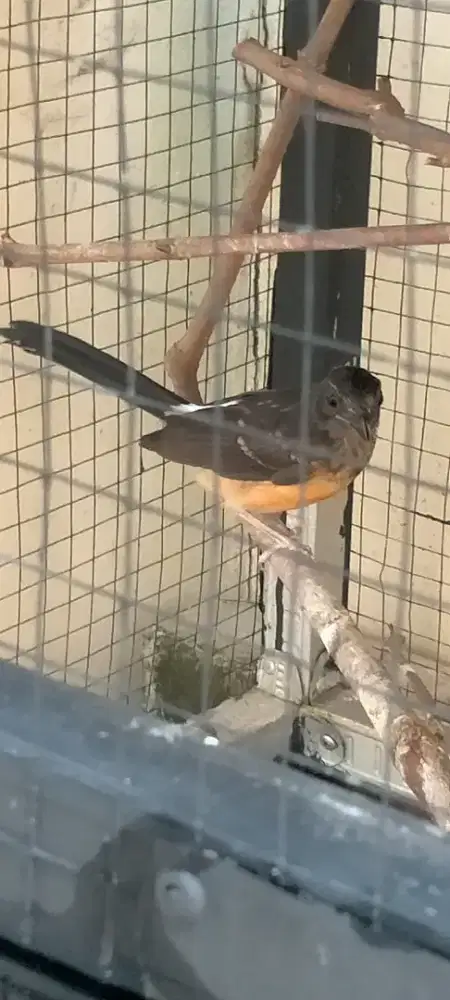 Burung murai batu trotol