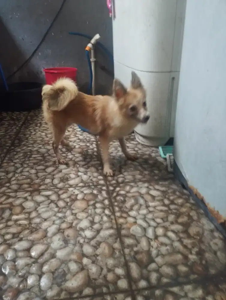 Over Adopt puppy